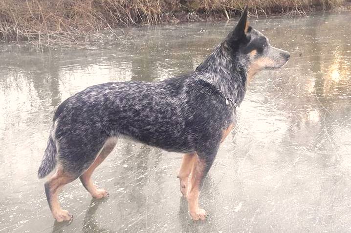 blue heeler 4 meses